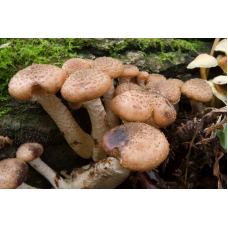 Мицелий Опенка северного (Armillaria borealis)